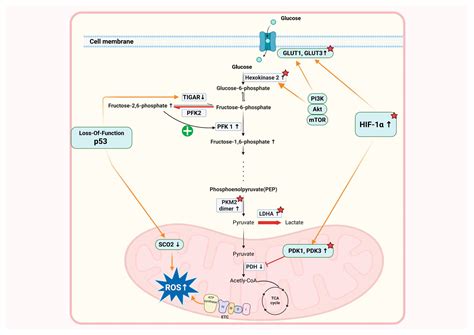 Warburg-like Metabolic Reprogramming in Endometriosis: From Molecular ...