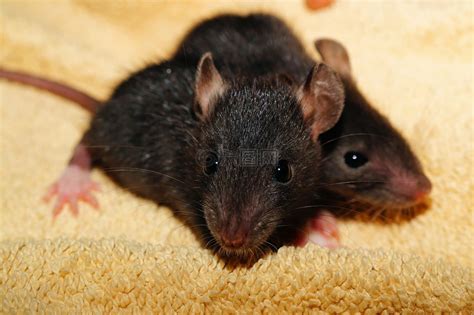 大鼠,鼠宝宝,黑色高清图库素材免费下载(图片编号:6904190)-六图网