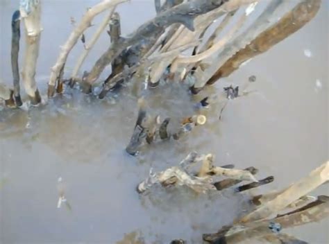 Image result for Using a Fish Trap