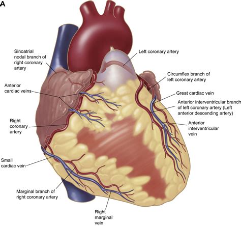 Layers Of The Heart Visceral Layer Of Serous Pericardium | Complete