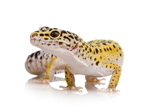 Leopard Gecko Care Sheet | Fluker Farms