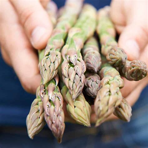 Can Dogs Eat Asparagus Soup