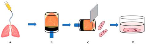 Application of Precision-Cut Lung Slices as an In Vitro Model for ...