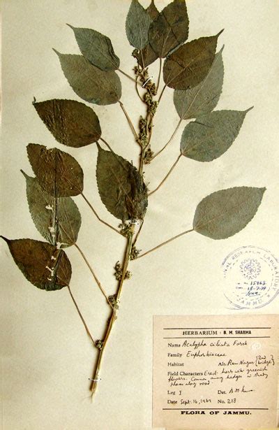acalypha_ciliata