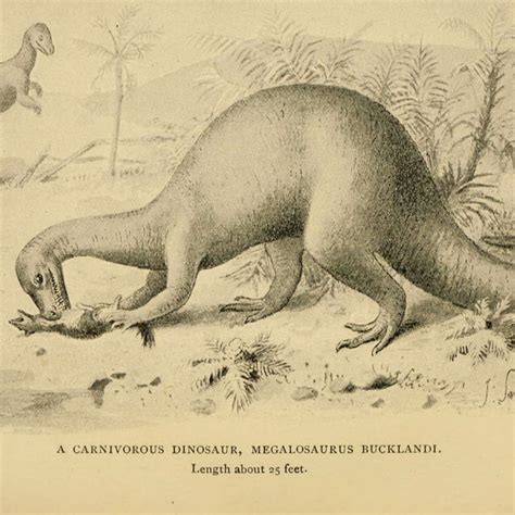 Were Dinosaurs Real Using Fossils To Uncover The Past