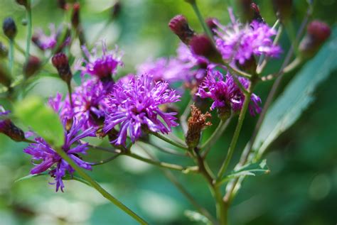 Weed With Purple Flowers And Red Berries at Juan Zuniga blog