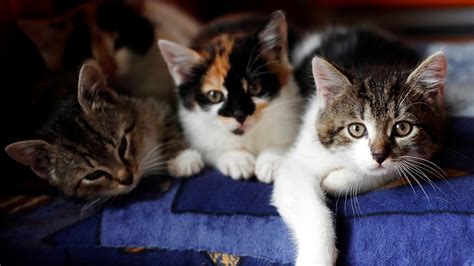 Cats - The New York Times