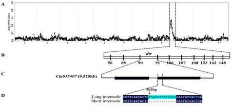 Molecular Mapping and Candidate Gene Analysis for GA3 Responsive Short ...