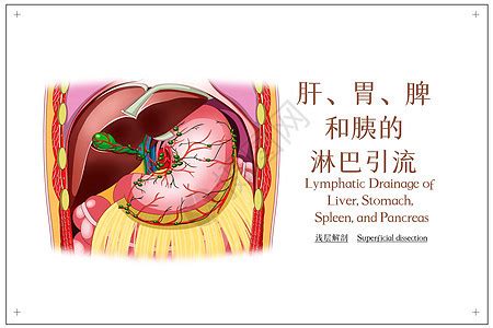 肝胃脾和胰的淋巴引流深层解剖医疗插画插画图片下载-正版图片401789484-摄图网