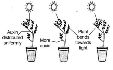 How does phototropism occur in a plant stem ? Explain with the help of ...