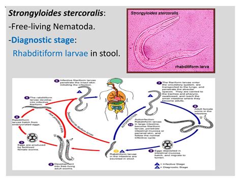 Image result for Stool Analysis Procedure