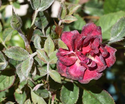 Rose diseases: expert tips on how to spot and combat them | Homes and ...