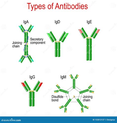 Types of Antibodies. Immunoglobulin Structure Stock Vector - Illustration of defense, cell ...