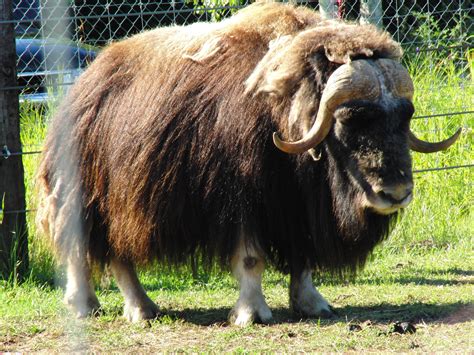 Large Animal Research Station in Fairbanks, Alaska European Bison, Wild ...