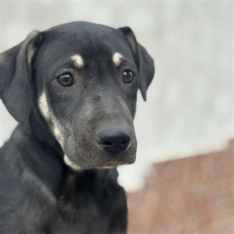 Sheboygan County Humane Society in Sheboygan, WI