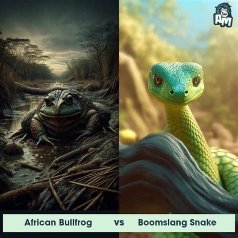 Image result for African Bullfrog vs Python