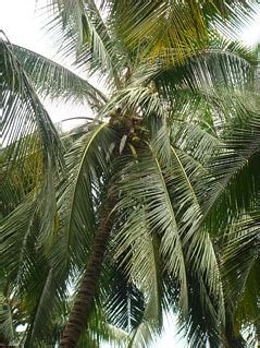 Knowledge Based Information on Coconut :: Coconut Varieties
