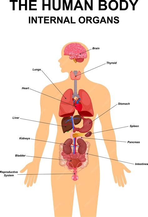 Esquema de cartel de infografía plana de órganos internos del cuerpo humano | Vector Premium