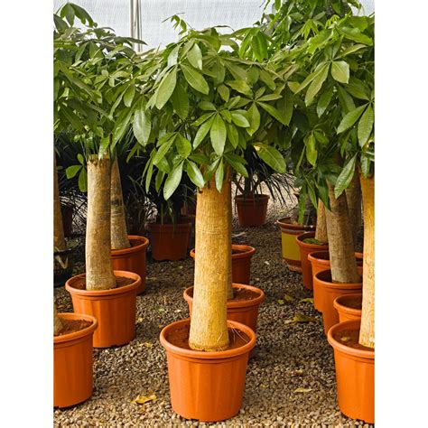 Pachira Aquatica (Money Tree) "Single Shoot Thick Stem" - Plant – Lalit ...
