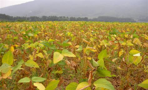 黄豆种植技术详解-种植技术-中国花木网