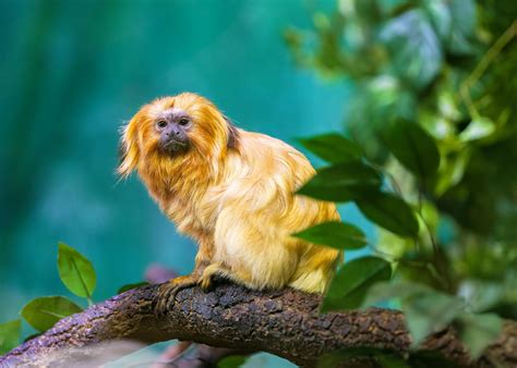 Monkey And Lion Photos, Download The BEST Free Monkey And Lion Stock ...