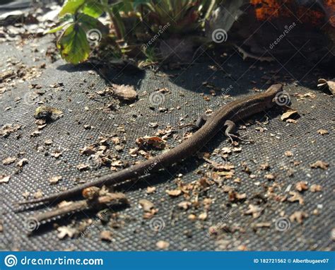 Garden Lizard Relaxing and Warming Up. Camouflage Garden Lizards Stock Photo - Image of nature ... - camouflage of lizard