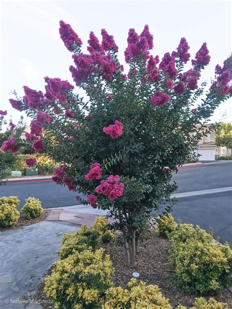 Is June Too Late To Plant Crape Myrtle at Phillip Hayes blog