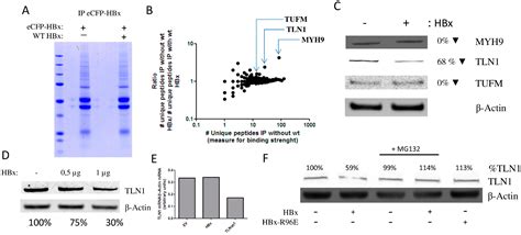 Hepatitis B Virus Protein X Induces Degradation of Talin-1