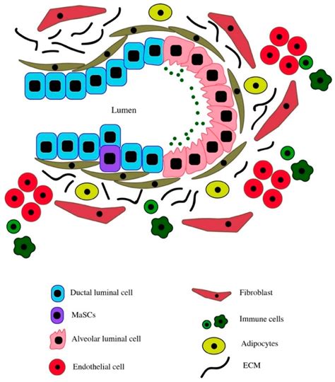 Role of the Microenvironment in Regulating Normal and Cancer Stem Cell ...