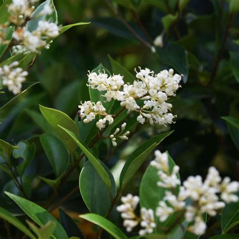 Wax-leaf Privet Bush | Plants Express
