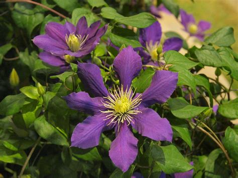Clematis Varieties