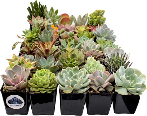 Indoor Succulent Plant Designs