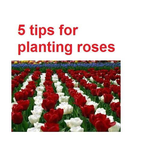 Planting Roses Tips 的图像结果