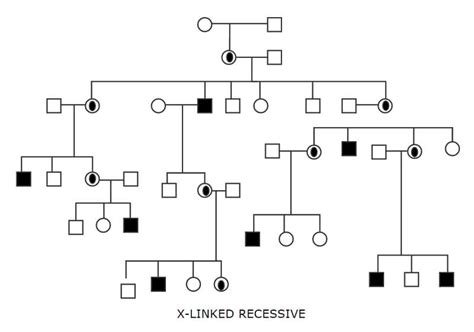 Free Editable Genogram Examples & Templates | Edraw