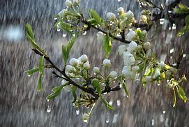 spring rain 的图像结果