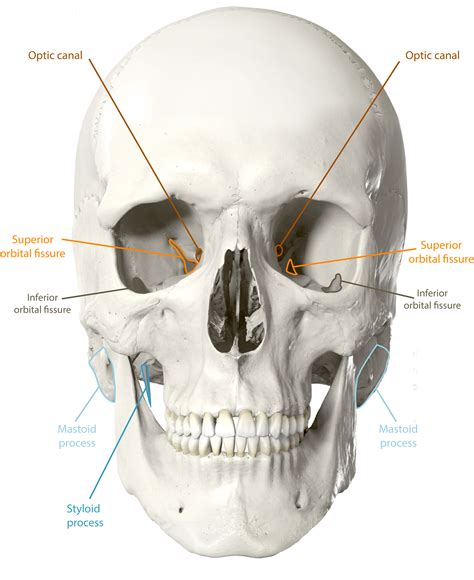 6.3: The Skull - Medicine LibreTexts