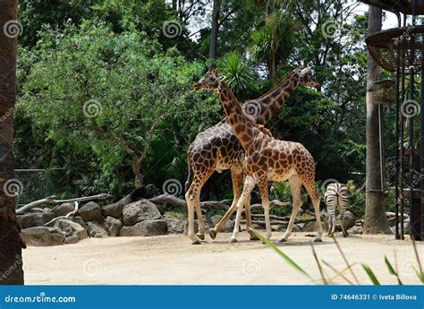 Two Rothschild Giraffes at the Zoo Stock Image - Image of captivity ...