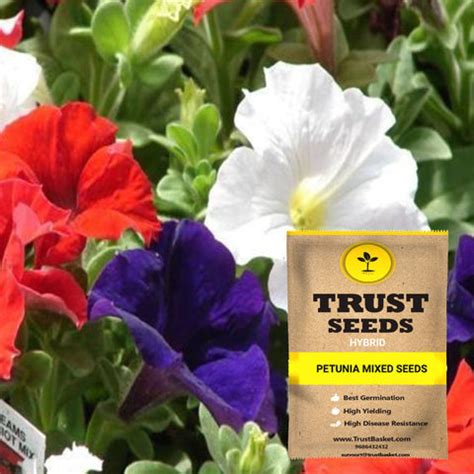Buy Petunia Seeds Online | Best Petunia Seeds in India-TrustBasket