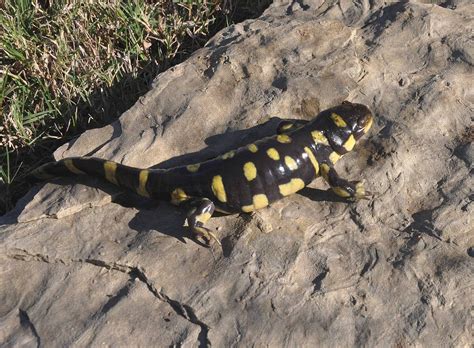 Kansas Barred Tiger Salamander