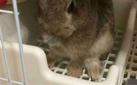 如何给兔子正确洗澡？_酷知经验网