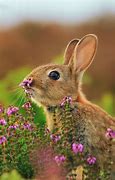 Image result for Bunny Holding Flowers