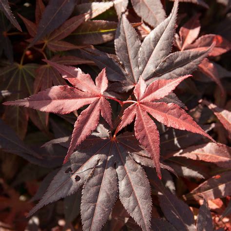 Acer palmatum Plant 'Atropurpureum' – Plantroops United Kingdom