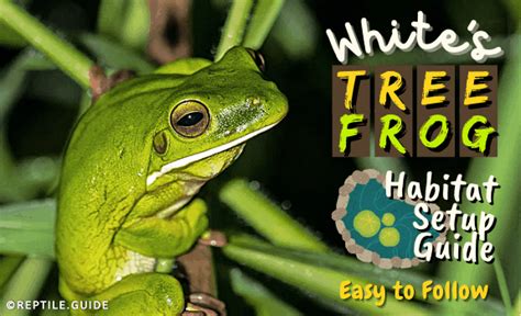 White's Tree Frog Habitat Setup Guide (Easy to Follow)