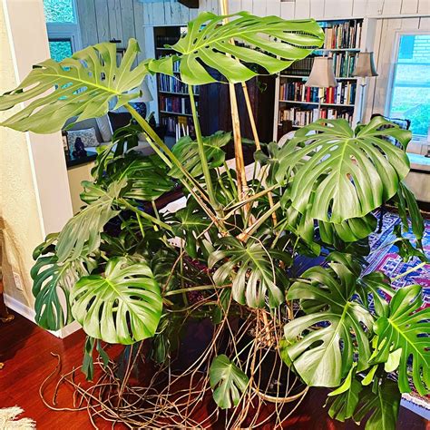 Types Of Monstera Plants: The Ultimate Guide for Plant Lovers - Plant Ideas