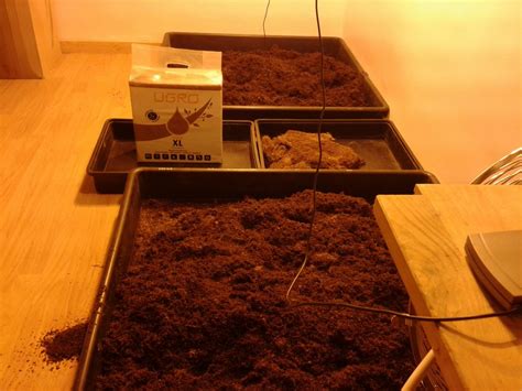Growing autoflowering strains from Philosopher Seeds- Philosopher Seeds