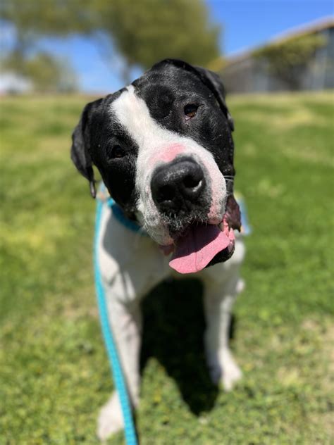 Adoptable pets from Arizona Humane Society, Maricopa County and Arizona ...