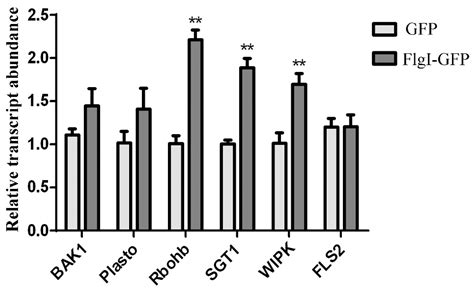 FlgI Is a Sec-Dependent Effector of Candidatus Liberibacter asiaticus ...
