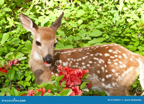 Baby Deer stock image. Image of conservation, curious - 41224321