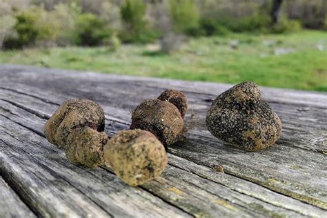 TRUFFLE HUNTING DALMATIA (2026) All You Need to Know BEFORE You Go ...