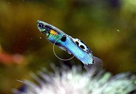 Japan Blue Endler RARITÄT reinerbig Versand Abholung in Mechernich ...